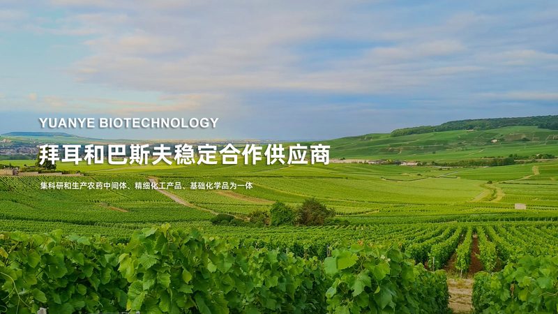 细胞培养液大比拼：DMEM与1640的差异化解析