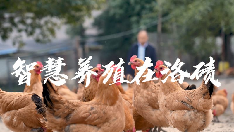 无血清培养基：揭秘其背后的科技与选择之道**